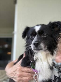 Patty * -  Papillon Dog for Adoption in West Palm Beach, Florida - Patty * | PetCurious