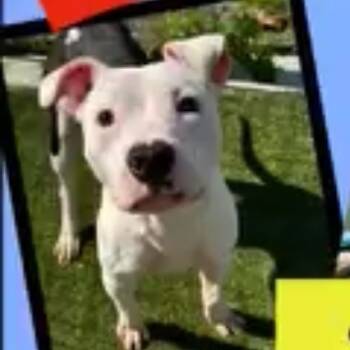 Rescue American Staffordshire Terrier and Pit Bull Terrier Dogs for Adoption in Aledo, Texas - Sammy | PetCurious