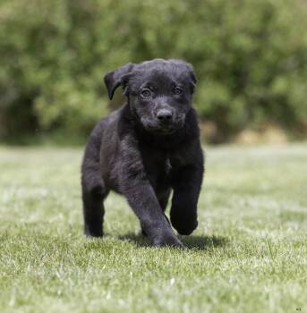 Labrador Retriever and Great Pyrenees Dogs Available for Adoption in New Washoe City, Nevada - Blackberry | PetCurious