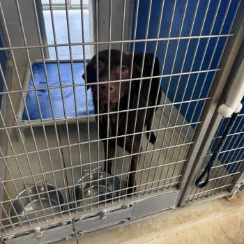 Teddy -  Chocolate Labrador Retriever Dog for Adoption in Shelbyville, Illinois - Teddy | PetCurious