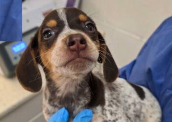 Perseus -  Mixed Breed Dog for Adoption in Watertown, Wisconsin - Perseus | PetCurious