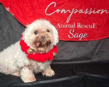 Rescue Maltese and Pekingese Dogs for Adoption in Fredericksburg, Virginia - Sage | PetCurious