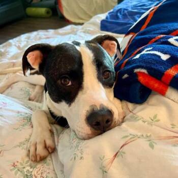 Rescue Staffordshire Bull Terrier Dogs for Adoption in Brookeville, Maryland - Charlie | PetCurious