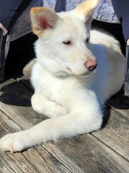 Husky and German Shepherd Dog Dogs Available for Adoption in Cambridge, Ontario - Springer  | PetCurious