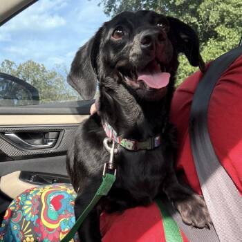 Little Pearl -  Dachshund Dog for Adoption in Little Rock, Arkansas - Little Pearl | PetCurious