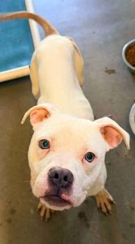 Pit Bull Terrier and Mixed Breed Dogs Available for Adoption in Bowling Green, Kentucky - Zeke | PetCurious
