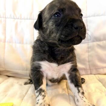 Labrador Retriever and Chow Chow Dogs Available for Adoption - 906H (2026) Lucia | PetCurious