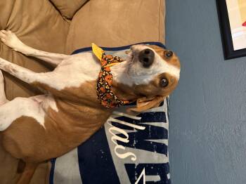 Rescue Coonhound Dogs for Adoption in Spring Hill, Tennessee - Benjamin | PetCurious