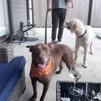 Truman -  Pit Bull Terrier and Mixed Breed Dog for Adoption in Olive Branch, Mississippi - Truman | PetCurious