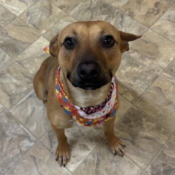 Catahoula Leopard Dog Dogs Available for Adoption in Pilot Point, Texas - Sawyer | PetCurious