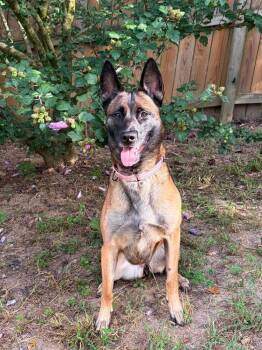 Volt - Located in Georgia -  Belgian Shepherd Malinois Dog for Adoption in Imlay City, Michigan - Volt - Located In Georgia | PetCurious