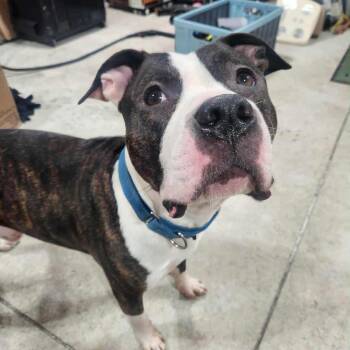 Rescue Terrier Dogs for Adoption in Milwaukee, Wisconsin - Deebo | PetCurious