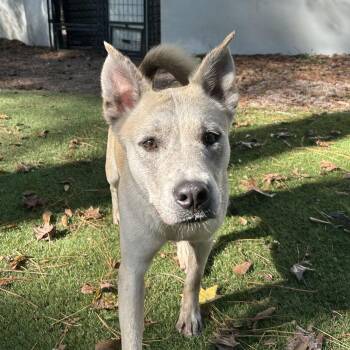 Husky and Cattle Dog Dogs Available for Adoption - Molly | PetCurious