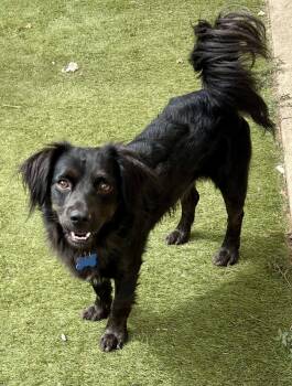 Sparky -  Cocker Spaniel and Flat Coated Retriever Dog for Adoption in Orange, California - Sparky | PetCurious
