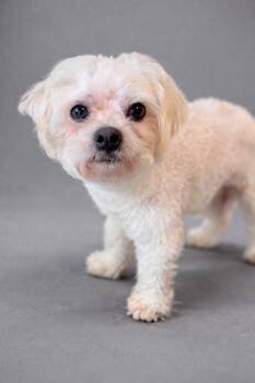 Shih Tzu and Poodle Dogs Available for Adoption in Hardeeville, South Carolina - Barnen | PetCurious