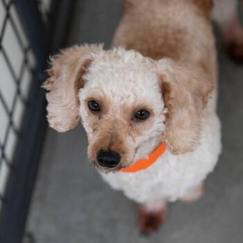 Leah (AG26-18) -  Miniature Poodle Dog for Adoption in Peyton, Colorado - Leah (AG26-18) | PetCurious