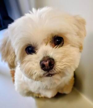 Maltese Dogs Available for Adoption - Flopsy-13 Lb Little Girl! | PetCurious