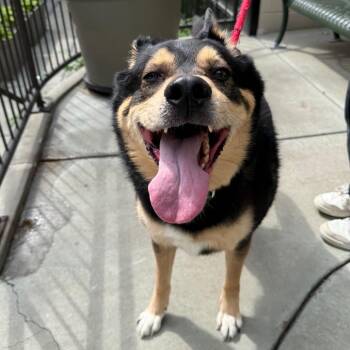 Porche -  Shepherd Dog for Adoption in Chicago, Illinois - Porche | PetCurious