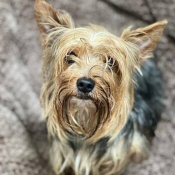 Yorkshire Terrier and Retriever Dogs Available for Adoption - Shiloh  | PetCurious