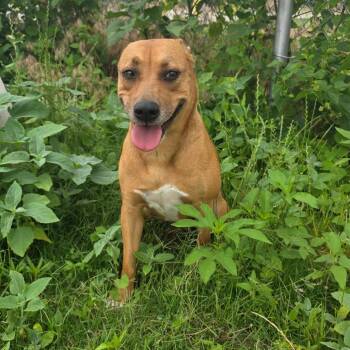 Josie -  Pit Bull Terrier and Mixed Breed Dog for Adoption in Norman, Oklahoma - Josie | PetCurious