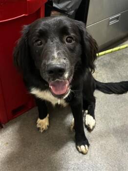 ARTHUR -  Australian Shepherd Dog for Adoption - ARTHUR | PetCurious