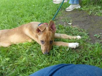Denali -  German Shepherd Dog and Catahoula Leopard Dog Dog for Adoption in Ogdensburg, New York - Denali | PetCurious