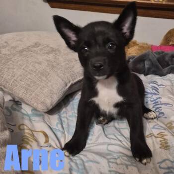 Arne -  Terrier and Mixed Breed Dog for Adoption in Ellicott City, Maryland - Arne | PetCurious