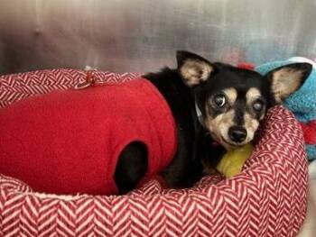Chapita -  Miniature Pinscher Dog for Adoption in Creston, California - Chapita | PetCurious