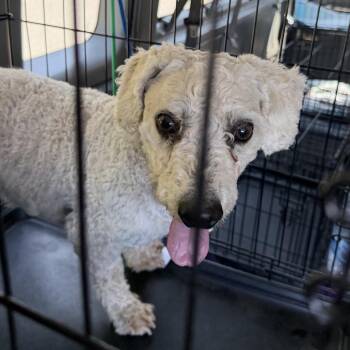 Bichon Frise Dogs Available for Adoption in Peyton, Colorado - BJ (AP26-94) | PetCurious