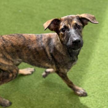Rescue Plott Hound and Shepherd Dogs for Adoption in Loxahatchee Groves, Florida - RAY 1573 | PetCurious