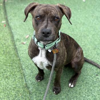 Boxer and American Staffordshire Terrier Dogs Available for Adoption in Houston, Texas - Raya Sunshine | PetCurious