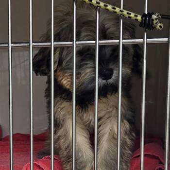 Mixed Breed Dogs Available for Adoption in Sonoma, California - Poppy | PetCurious