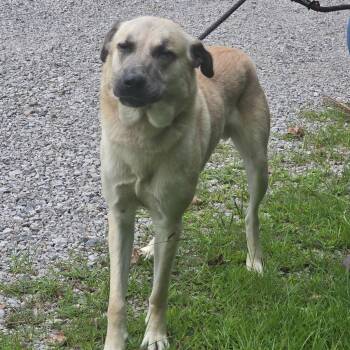 Brutus Hope -  Anatolian Shepherd Dog for Adoption in Locust Fork, Alabama - Brutus Hope | PetCurious