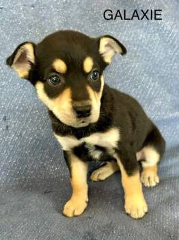 Labrador Retriever and Mixed Breed Dogs Available for Adoption - Galaxie | PetCurious