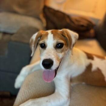 Great Pyrenees and Smooth Fox Terrier Dogs Available for Adoption in Corsicana, Texas - Maple (The Fall Litter) | PetCurious