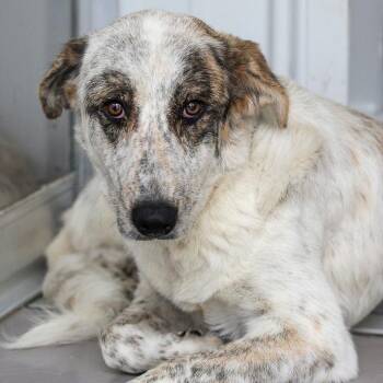 Cypress -  Mixed Breed Dog for Adoption in Bradenton, Florida - Cypress | PetCurious