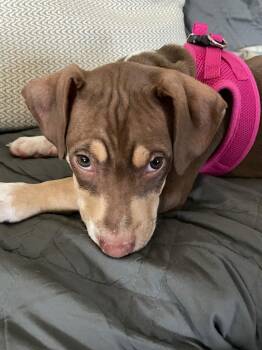 Terrier Dogs Available for Adoption in Fort Mill, South Carolina - Amos | PetCurious