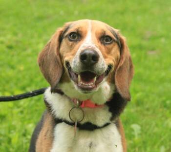 Dixie -  Beagle Dog for Adoption - Dixie | PetCurious