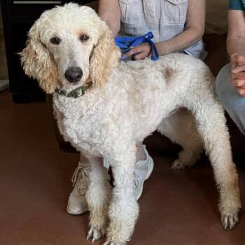 Betty (JY26-28) -  Standard Poodle Dog for Adoption in Peyton, Colorado - Betty (JY26-28) | PetCurious