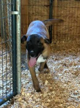 Eeyore (Honey Bear) -  Belgian Shepherd Malinois and Saint Bernard Dog for Adoption in Bellflower, California - Eeyore (Honey Bear) | PetCurious