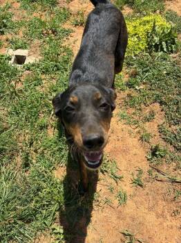 Kahlua -  Hound and Retriever Dog for Adoption in Pottstown, Pennsylvania - Kahlua | PetCurious