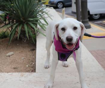 Mixed Breed Dogs Available for Adoption in Pflugerville, Texas - Diamond | PetCurious