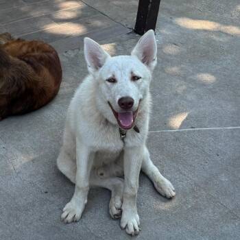 Coco -  Husky Dog for Adoption in Saint Joseph, Missouri - Coco | PetCurious