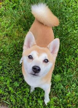 Nori -  Shiba Inu Dog for Adoption in Decorah, Iowa - Nori | PetCurious
