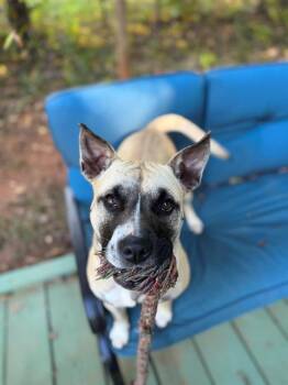 Mixed Breed Dogs Available for Adoption in Charlotte, North Carolina - POLLY | PetCurious