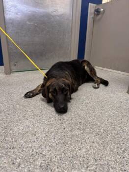 LUNA -  Labrador Retriever and Mixed Breed Dog for Adoption in Pasadena, Texas - LUNA | PetCurious
