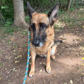 Sascha -  German Shepherd Dog Dog for Adoption in Phoenixville, Pennsylvania - Sascha | PetCurious