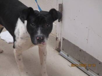 Pepper(316) -  Terrier Dog for Adoption in Marietta, Georgia - Pepper(316) | PetCurious