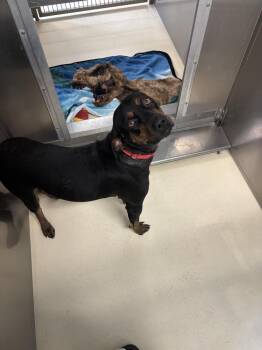 Nautica -  Rottweiler Dog for Adoption in Kalamazoo, Michigan - Nautica | PetCurious