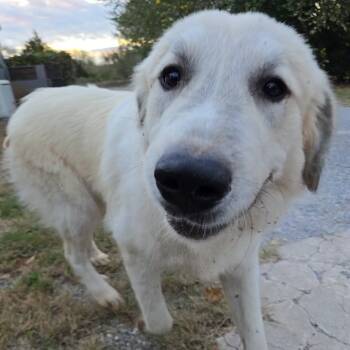 Rescue Great Pyrenees Dogs for Adoption in Duncan, Oklahoma - Norm | PetCurious